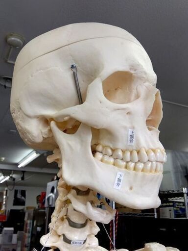 坂本モデル 人体模型 全身骨格標本 骸骨 人間 理科室 ガイコツ