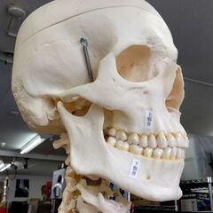坂本モデル 人体模型 全身骨格標本 骸骨 人間 理科室 ガイコツ キャスター付き 札幌市 中央区 南12条の画像