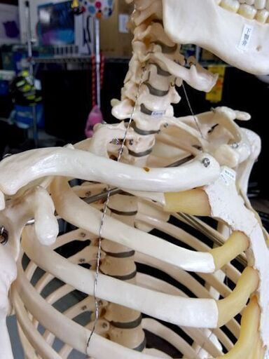 坂本モデル 人体模型 全身骨格標本 骸骨 人間 理科室 ガイコツ