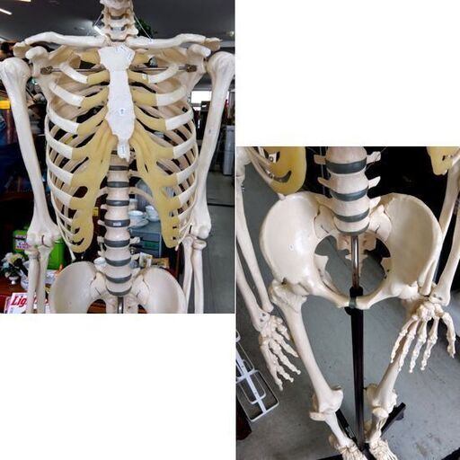 坂本モデル 人体模型 全身骨格標本 骸骨 人間 理科室 ガイコツ