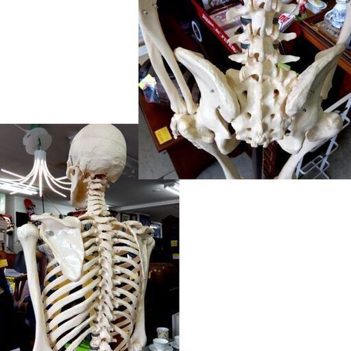 坂本モデル 人体模型 全身骨格標本 骸骨 人間 理科室 ガイコツ