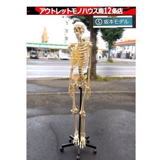 坂本モデル 人体模型 全身骨格標本 骸骨 人間 理科室 ガイコツ