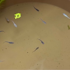 色々種類　メダカ　12匹＋水草の画像