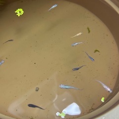 色々種類　メダカ　12匹＋水草の画像