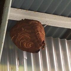 秦野市スズメバチ駆除駆除（追加料金無し）