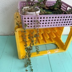 多肉植物☆おまとめの画像