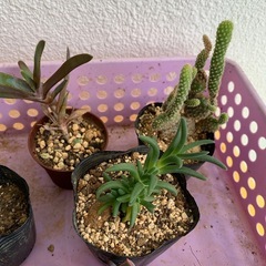 多肉植物☆おまとめの画像