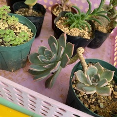 多肉植物☆おまとめの画像
