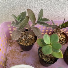 多肉植物☆おまとめの画像