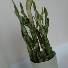 オプンチア斑入りの画像