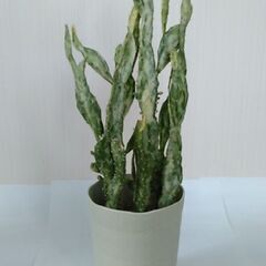 オプンチア斑入りの画像