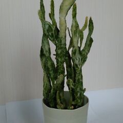 オプンチア斑入りの画像