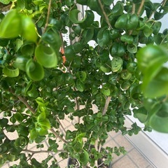 ベンジャミンバロック　観葉植物 の画像