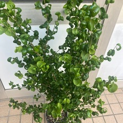 ベンジャミンバロック　観葉植物 の画像