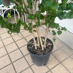 ベンジャミンバロック　観葉植物 の画像