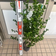 ベンジャミンバロック　観葉植物 の画像