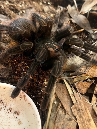 ブラジリアンピンクブルーム