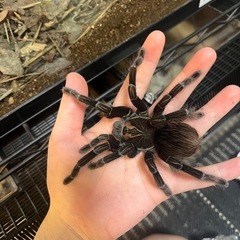 ブラジリアンピンクブルームの画像