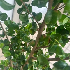 ベンジャミンバロック　観葉植物の画像