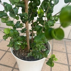 ベンジャミンバロック　観葉植物の画像