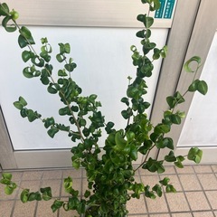 ベンジャミンバロック　観葉植物の画像