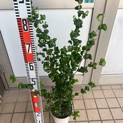 ベンジャミンバロック　観葉植物の画像