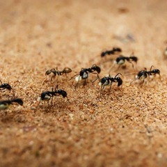 ホンチョウアニマルサービス害獣害虫駆除