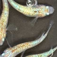 飼育終了　最終個体　天界メダカ　めだか　若魚　雄雌　2ペア　産卵個体の画像