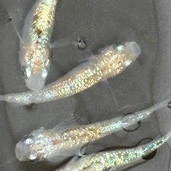 飼育終了　最終個体　天界メダカ　めだか　若魚　雄雌　2ペア　産卵個体の画像