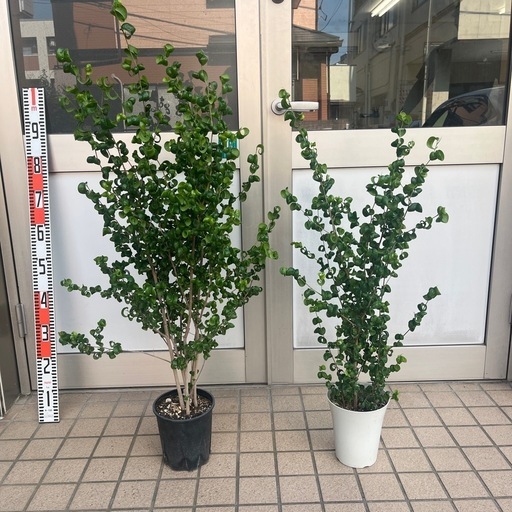 大きさ参考画像　中古植木鉢 ベンジャミンバロック