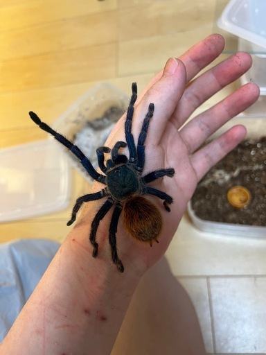 グリーンボトルブルー