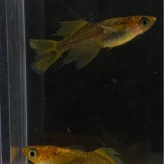 受付中🔴稚魚6匹  竜章鳳姿(りゅうしょうほうし)めだか 人気のメダカ 検索(GOD五式サタンオロチ)かっこいいメダカの画像