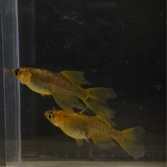 受付中🔴稚魚6匹  竜章鳳姿(りゅうしょうほうし)めだか 人気のメダカ 検索(GOD五式サタンオロチ)かっこいいメダカの画像