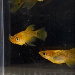 受付中🔴稚魚6匹  竜章鳳姿(りゅうしょうほうし)めだか 人気のメダカ 検索(GOD五式サタンオロチ)かっこいいメダカの画像