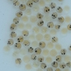 天界メダカ　有精卵　　の画像