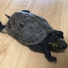 カメを保護しています
