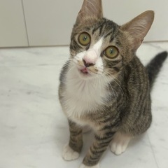 人が大好き！4ヶ月くらいの男の子！