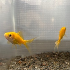 レモンコメット2匹の画像