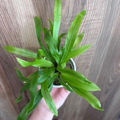 観葉植物　苔玉の画像