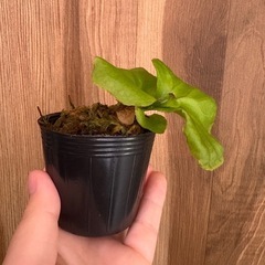 ビカクシダ　　リドレイの画像