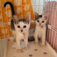人が大好きで甘えん坊の白キジ兄妹2ヶ月