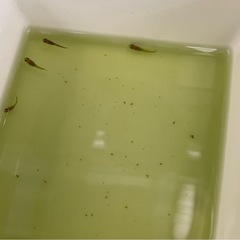 受付中🔴稚魚6匹  竜章鳳姿(りゅうしょうほうし)めだか 人気のメダカ 検索(GOD五式サタンオロチ)かっこいいメダカの画像