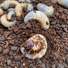 カブトムシ　幼虫の画像