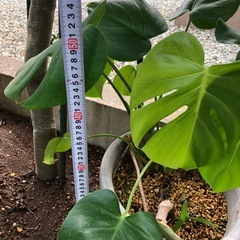 巨大になる　モンステラ　観葉植物　グリーン　モンステラの画像