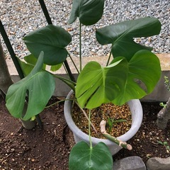 巨大になる　モンステラ　観葉植物　グリーン　モンステラの画像