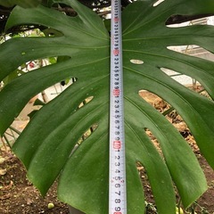 巨大になる　モンステラ　観葉植物　グリーン　モンステラの画像