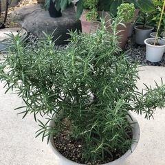 ハーブ　ローズマリー　　料理　観葉植物　の画像
