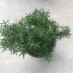 ハーブ　ローズマリー　　料理　観葉植物　の画像
