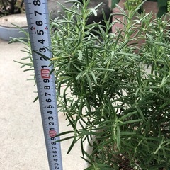 ハーブ　ローズマリー　　料理　観葉植物　の画像