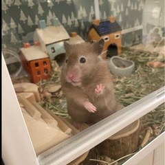 ハムスター　小屋　キャンドルハウス　の画像
